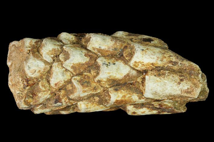Petrified Pine Cone (Xylopteris) Fossil - Australia #142476